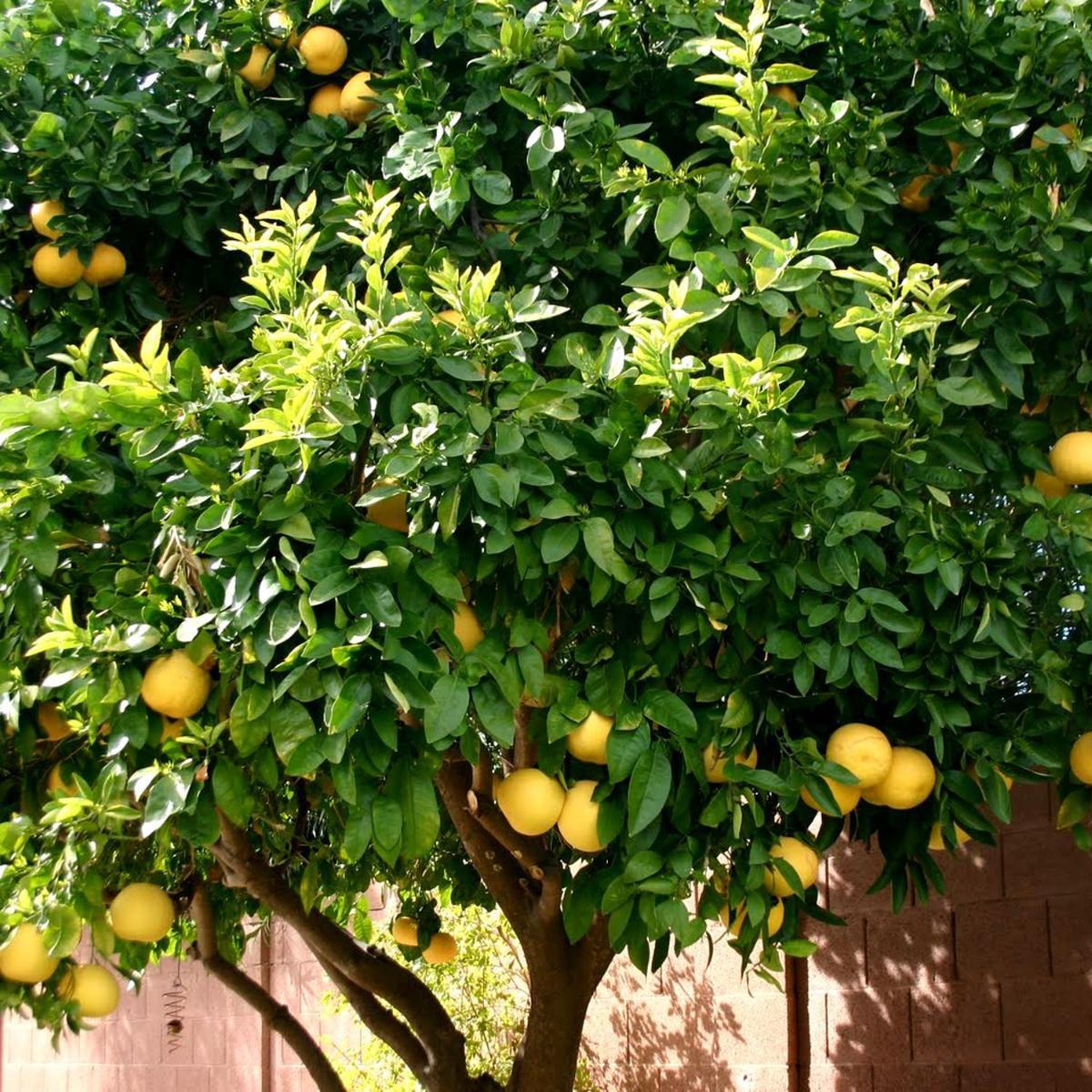 Maison d'hôtes Lemon Tree 3*